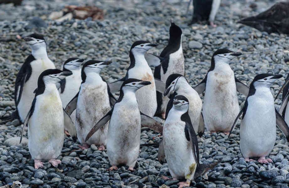 Pingüino Chinstrap - islas Georgias del Sur 14.jpg